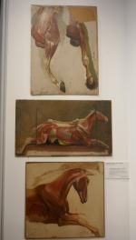 Horses anatomy oil on paper by ALBERT LUGARDON
