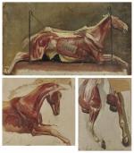 Horses anatomy oil on paper by ALBERT LUGARDON