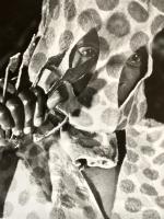 Andre Cauvin Homme Leopard Photography